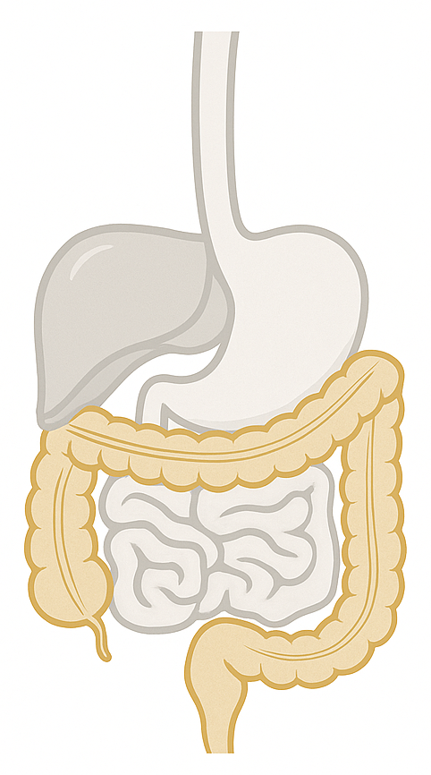 Stomach representation